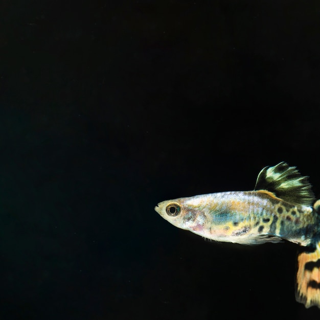 O momento em movimento do peixe betta siamês meia-lua com espaço de cópia