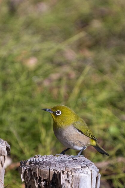 O pássaro Warbling whiteeye ou Japanease whiteeye empoleira-se no galho da árvore