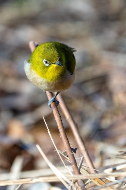 Foto grátis o pássaro warbling whiteeye ou japanease whiteeye empoleira-se no galho da árvore