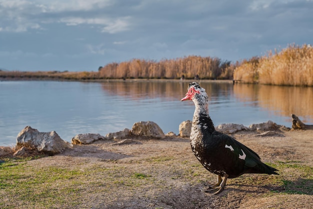 O pato de muscovy se posiciona contra o fundo de um reservatório que cultiva pássaros ecofarm animais ao ar livre no rancho