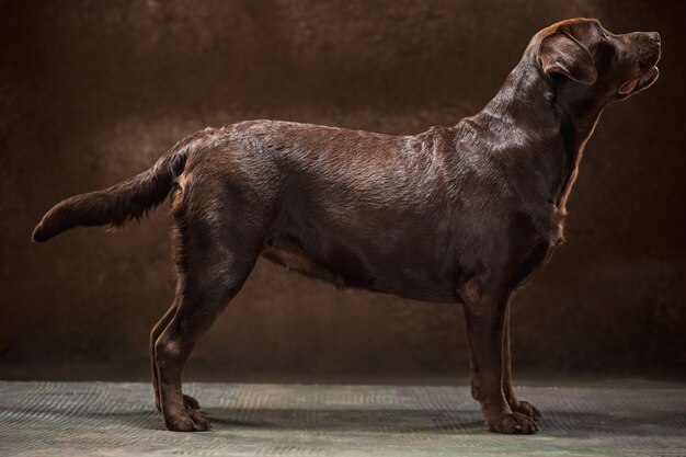 O retrato de um cachorro Labrador marrom