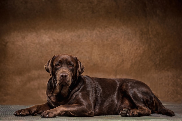 O retrato de um cachorro marrom labrador retriever