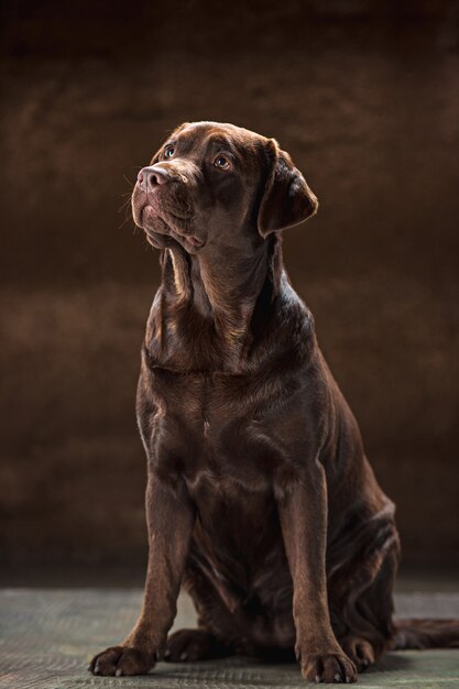 O retrato de um cachorro marrom Labrador Retriever