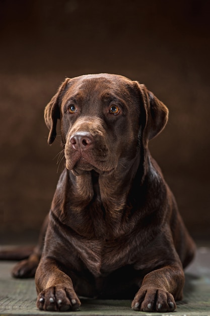 O retrato de um cachorro marrom Labrador Retriever