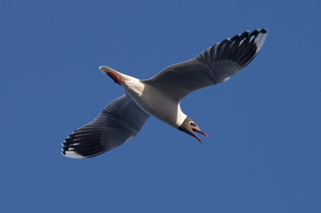 O tiro do close up de uma gaivota de riso com as asas espalhou o voo para a frente