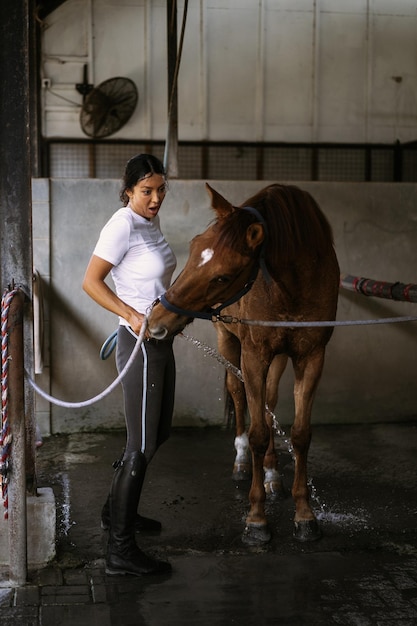 O tosador de mulher cuida e penteia o casaco do cavalo de cabelo depois das aulas no hipódromo. Mulher cuida de um cavalo, lava o cavalo após o treinamento.