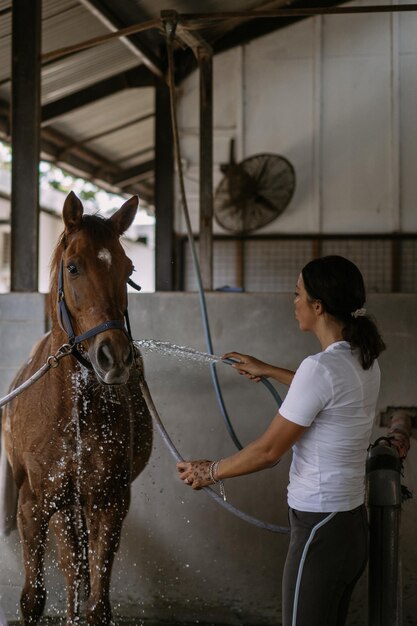 O tosador de mulher cuida e penteia o casaco do cavalo de cabelo depois das aulas no hipódromo. Mulher cuida de um cavalo, lava o cavalo após o treinamento.