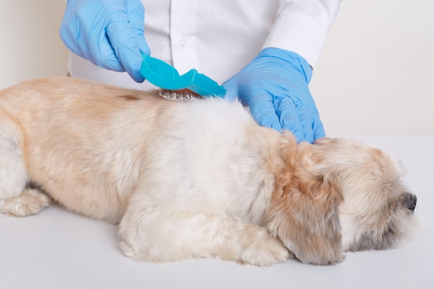 O veterinário em luvas de látex azuis penteia o cão com um pente de metal