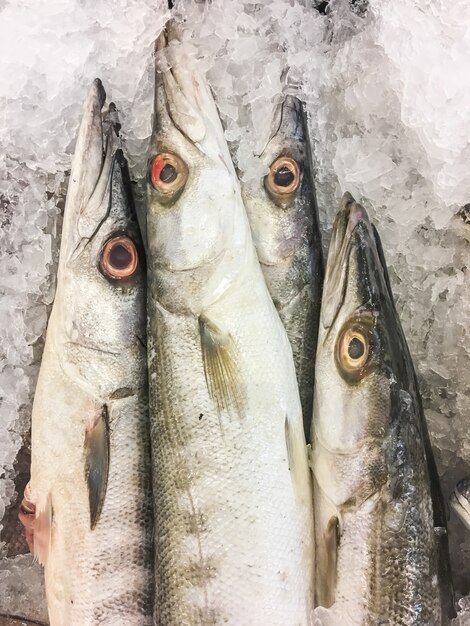 Obtuso Barracuda Fish