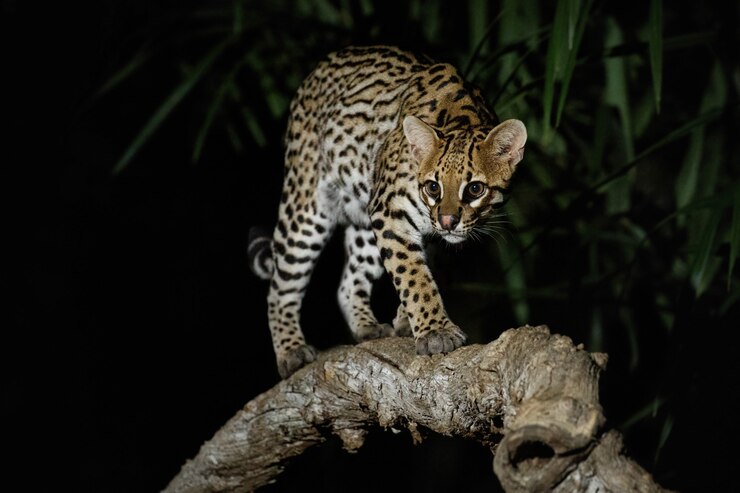 Foto grátis ocelot muito raro na noite da selva brasileira
