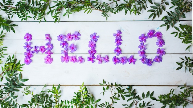 Olá palavra escrita com margaridas violetas e folhas.