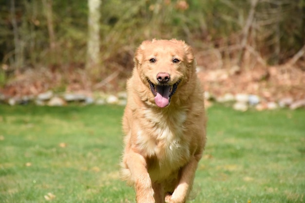 Foto grátis olhar direto para o rosto de um cãozinho em ação.