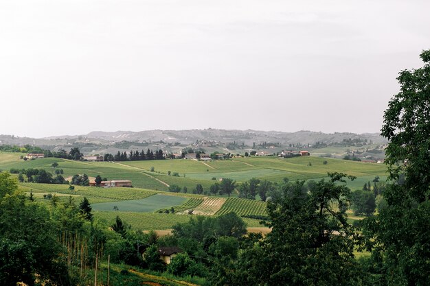 Olhe das árvores altas em uma bela paisagem de árvores verdes