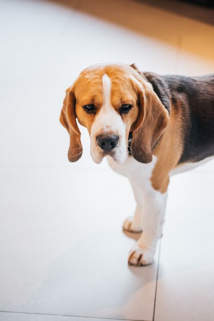 Olhe de cima para o cão triste parado no chão