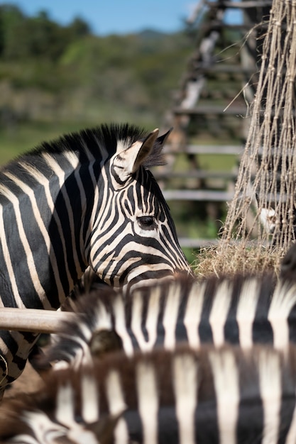 Foto grátis olho de zebra