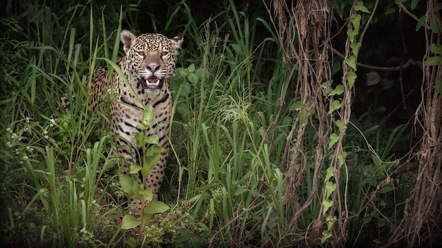 Onça-pintada americana no habitat natural da selva sul-americana