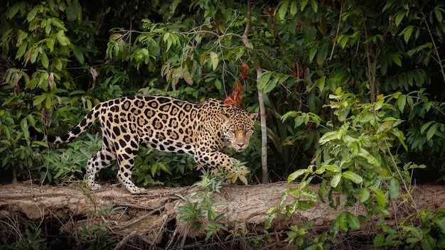 Onça-pintada americana no habitat natural da selva sul-americana