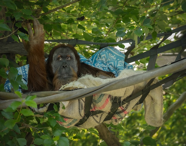 Foto grátis orangotango em uma árvore