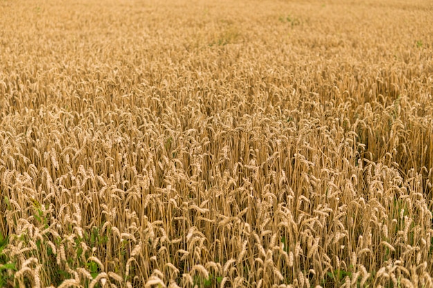 Orelhas douradas do trigo no campo contra o céu nublado. agricultura. cultivo de trigo. amadurecimento espigas de trigo. agricultura. produto natural.