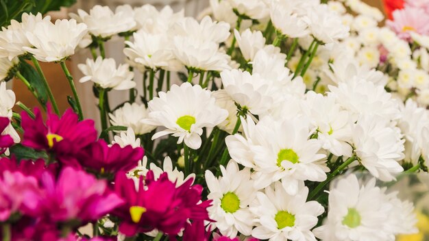 Origens de flor branca e rosa de camomila