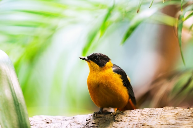 Foto grátis oriole black-naped