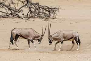 Foto grátis Órix lutando no deserto de kalahari, namíbia