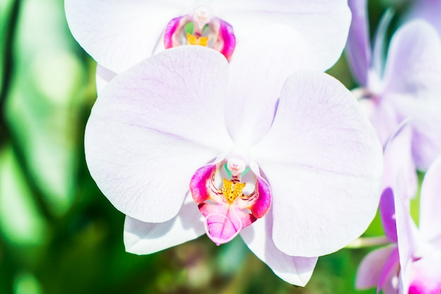 orquídeas de beleza floral flores da cor