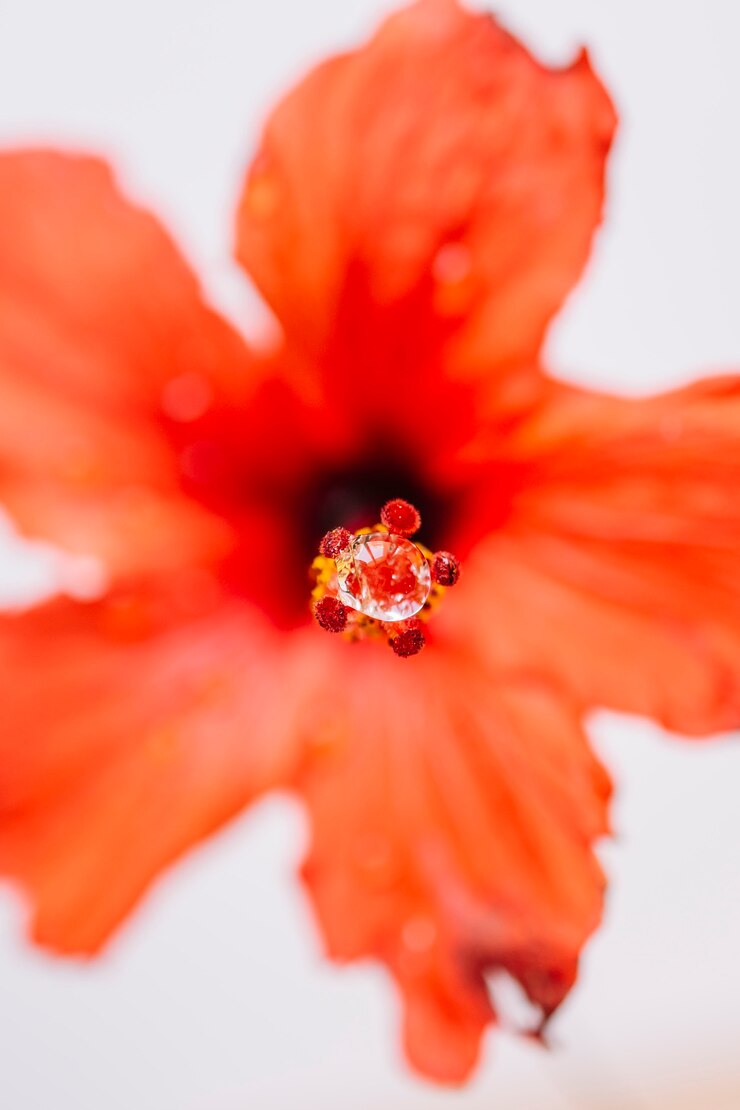 Foto grátis orvalho em flor pistil