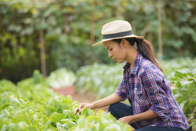 Os agricultores estão trabalhando na fazenda de repolho chinês