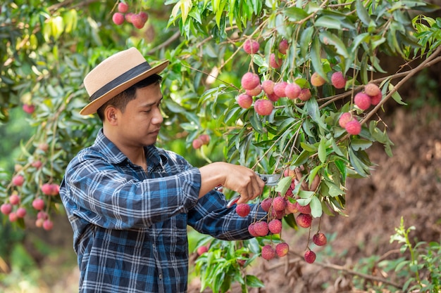 Os agricultores seguram cheques de lichia no jardim.