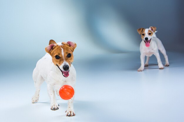 Os dois jack russell terrier em pé no cinza