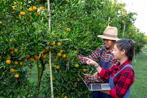 Os jovens agricultores estão coletando laranja