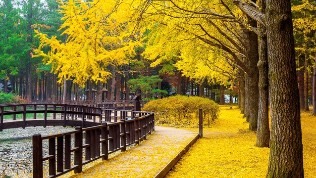 Outono com árvore ginkgo na Ilha de Nami, Coreia.