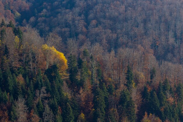 Outono na floresta na montanha Medvednica em Zagreb, Croácia