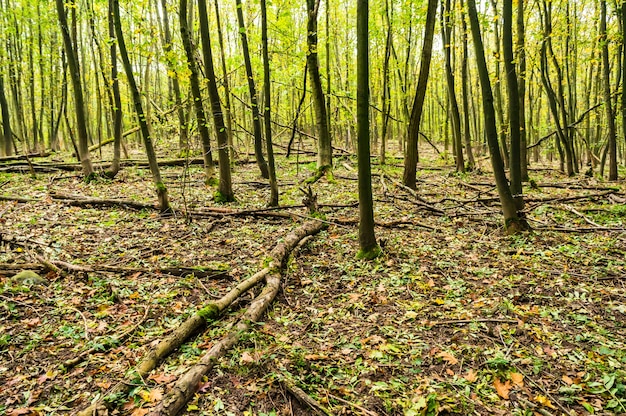 Outono na floresta