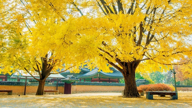 Foto grátis outono no palácio gyeongbokgung, coreia do sul.