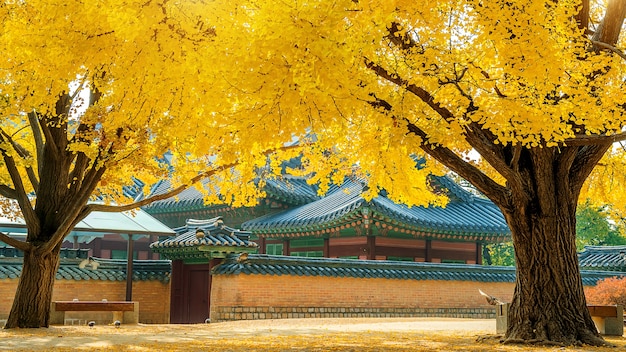 Outono no palácio gyeongbokgung, coreia do sul