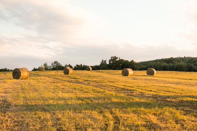 Foto grátis outono paisagem com campo seco