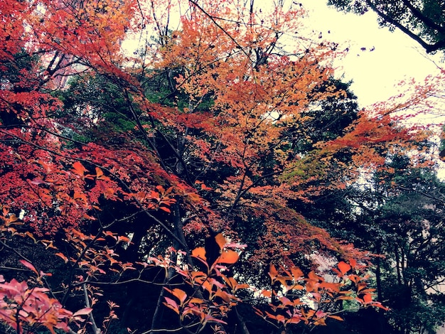 Outono vermelho folhas natureza paisagem