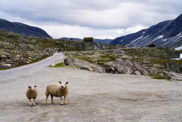 Ovelhas na estrada cercada por altas montanhas rochosas na Atlantic Ocean Road, na Noruega