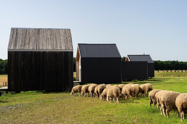 Foto grátis ovelhas no campo perto do celeiro