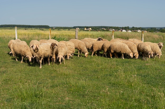 Ovelhas ouvidas pastando no campo