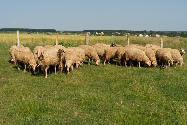 Ovelhas ouvidas pastando no campo