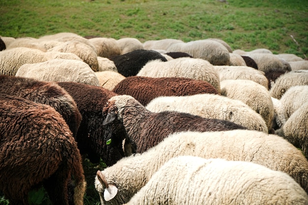 Foto grátis ovelhas pastando em campos verdes