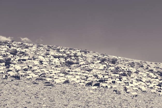 Foto grátis ovelhas rochosas terreno claro céu