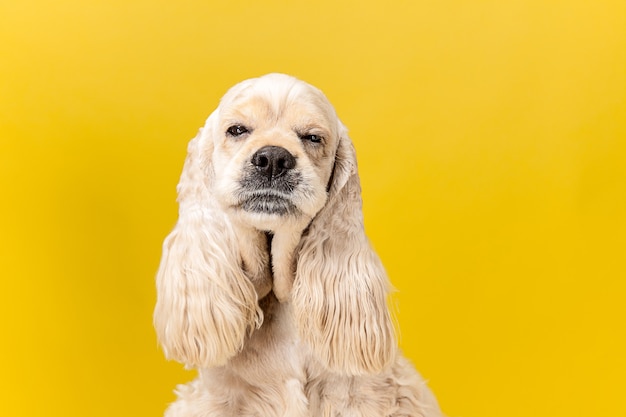 Overslept. Filhote de cachorro spaniel americano. Cachorrinho fofo preparado bonito ou animal de estimação está sentado isolado no fundo amarelo. Foto de estúdio. Espaço negativo para inserir seu texto ou imagem.