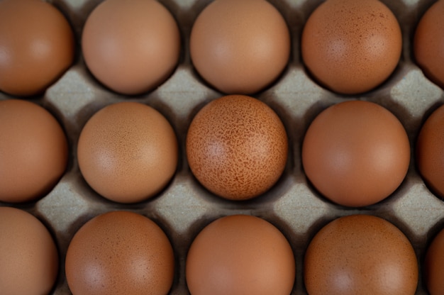 Ovos de galinha, colocados em uma bandeja de ovos. Fechar-se.