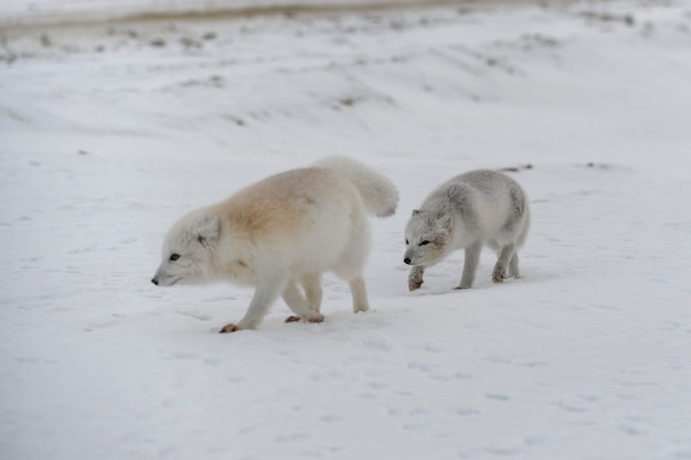Pacote de raposas árticas (vulpes lagopus) na tundra wilde.