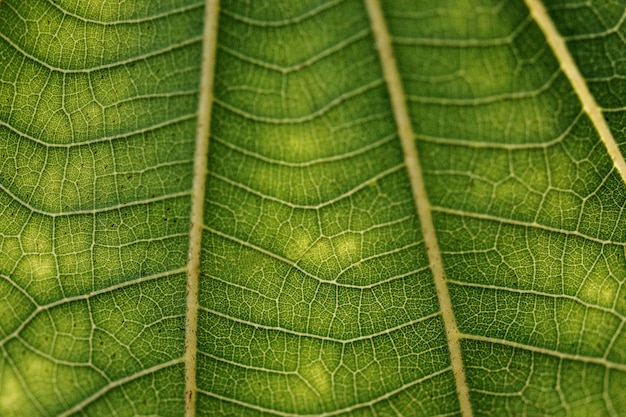 Foto grátis padrão de arte em macro fotografia de textura de folha branca de anão verde escuro