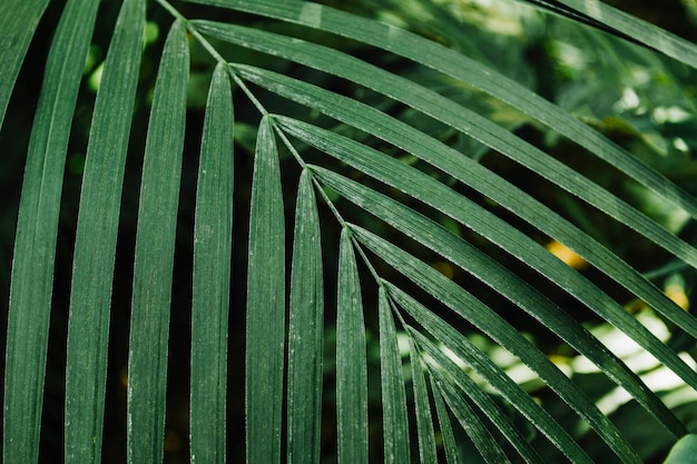 Padrão de folha de palmeira verde